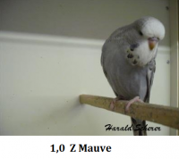 2009 B 005.png